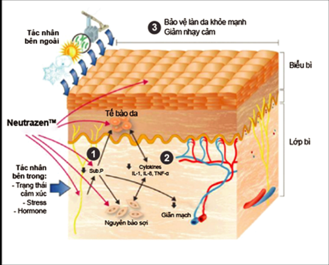 J101 - Dermal Calming Gel - Gel làm dịu da, giúp giảm kích ứng